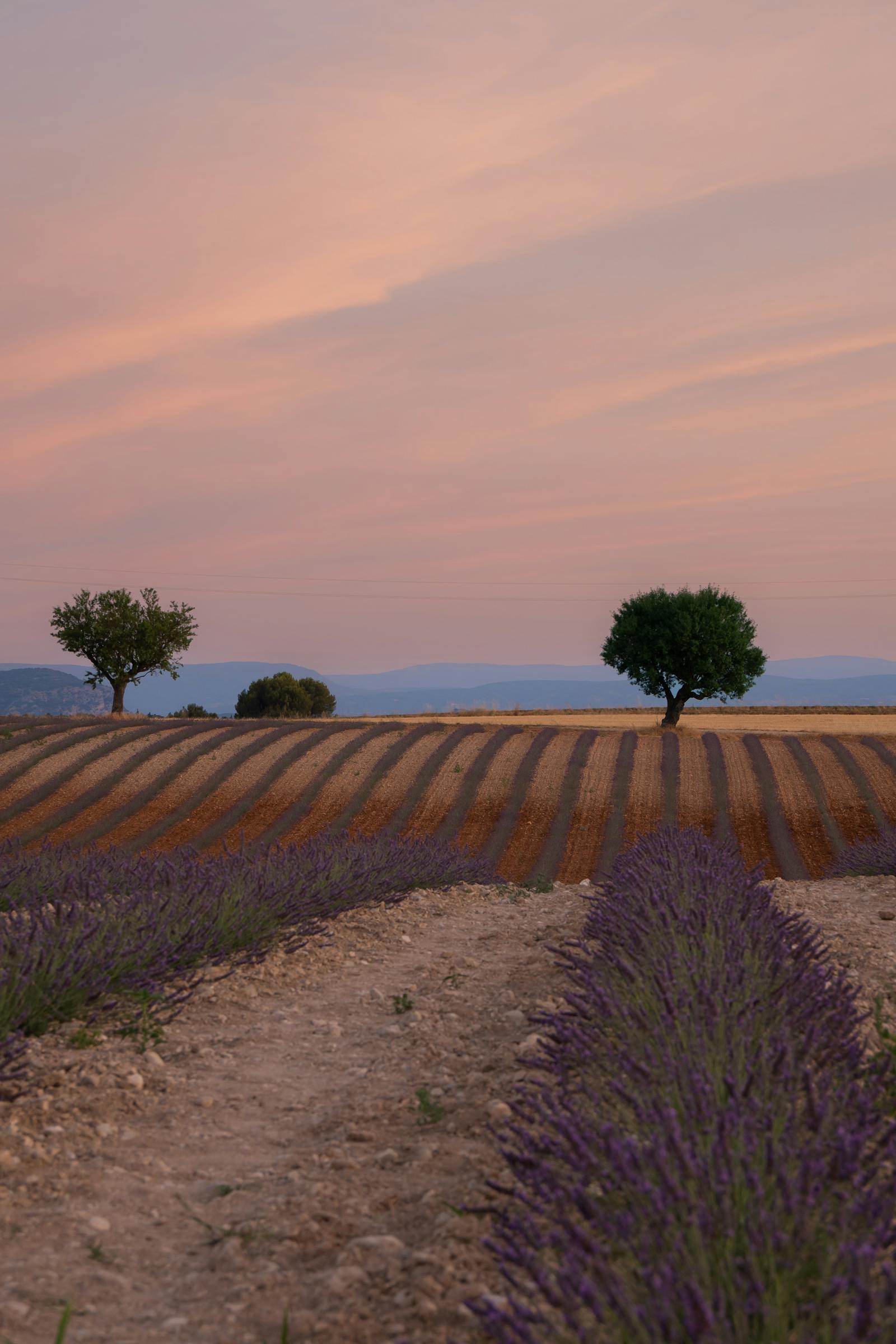 Lavender fields at sunset in the south of France